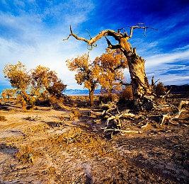 《星之卡比》上线30周年纪念专题网站 还有更多商品和活动